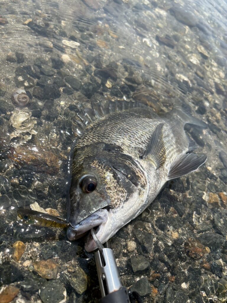 浜名湖シャローでラウダー50にクロダイ｜追い波を見ながら楽しむチヌトップの釣果写真