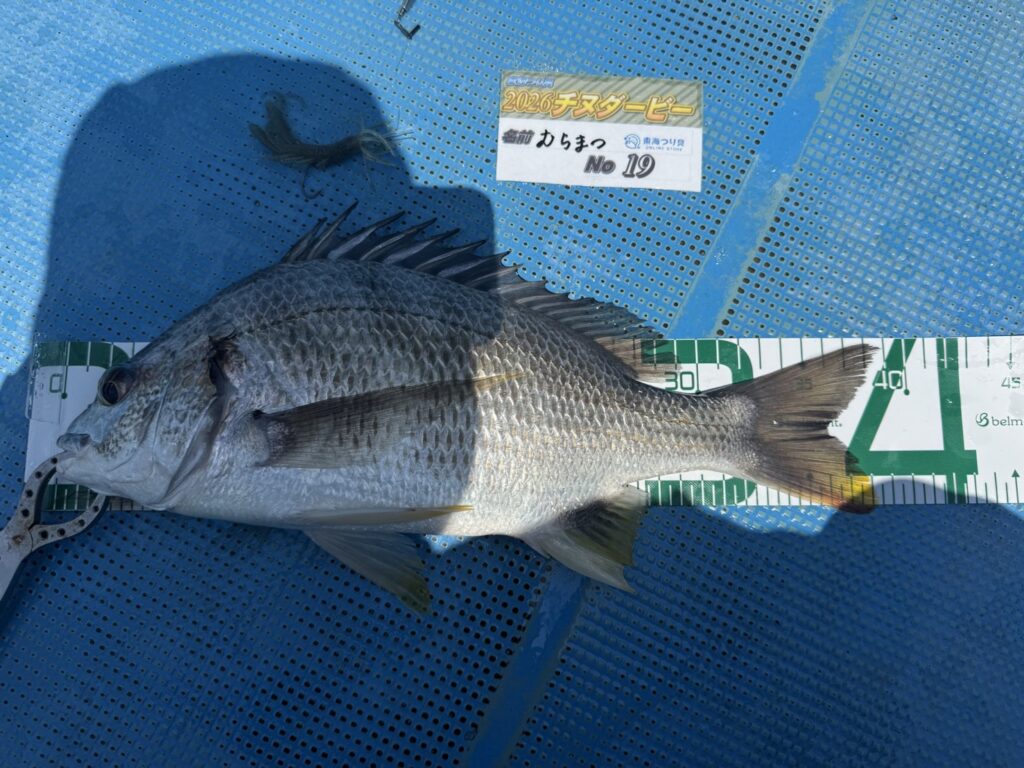 良型キビレ・クロダイの浜名湖釣果｜ドライブホッグSWと昼夜の使い分けの釣果写真