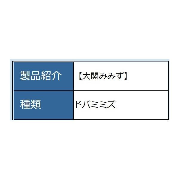 ミミズ大関（ドバ） あずみの
